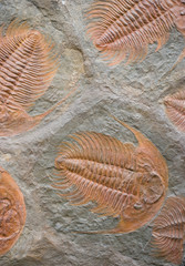 trilobites