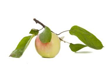 apple isolated