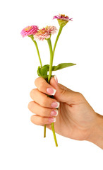 Pink flowers with woman's hands on white background