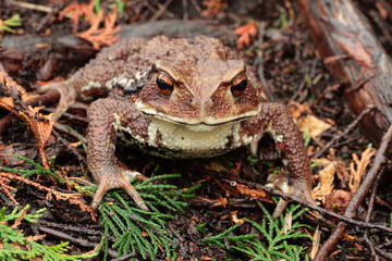 Brown Toad in Forest