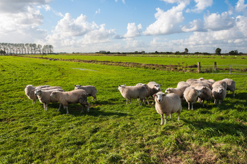 Sheep in late afternoon sun