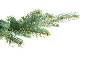 Fir branch isolated on white background