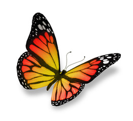 Red yellow butterfly, isolated on white background
