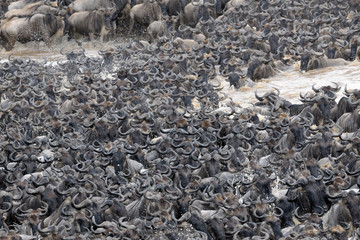 Wildebeest crossing the Mara river.