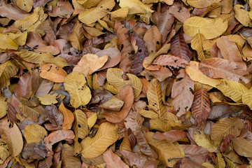 dry leaves  background.