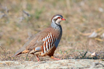 Red partridge wild