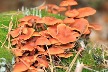 Braune Pilze im Wald