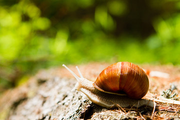 Snail  in the woods