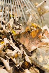 Raked leaves with rake
