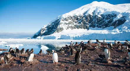Foto auf Glas Adeliepinguine am Strand der Antarktis © Asya M