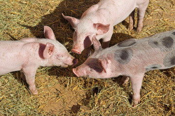 Ferkel in Freilandhaltung