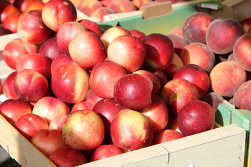 Nectarines in the sun