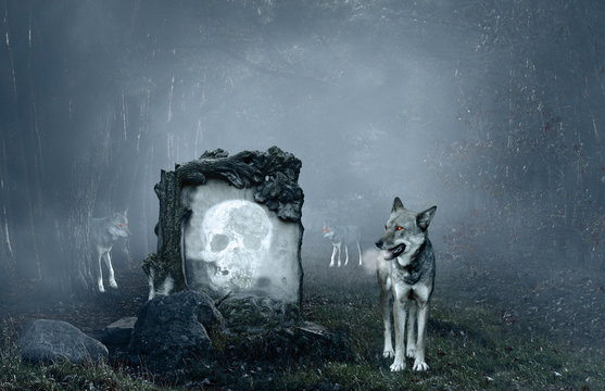 Wolves guarding an old grave © Jaroslaw Grudzinski