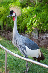Fototapeta premium Grey Crowned Crane in open zoo