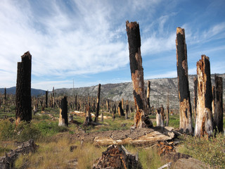 Dead trees after forest fire