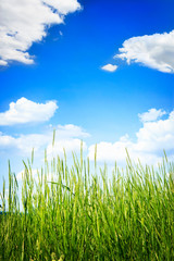 Fototapeta premium Green grass on summer day