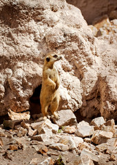 Suricate or meerkat