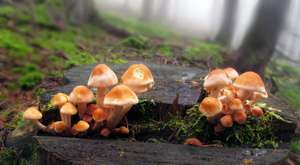 Stockschwämmchen - sheathed woodtufts - Kuehneromyces mutabilis