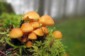 Stockschwämmchen - sheathed wooftuft - Kuehneromyces mutabilis