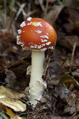 forest mushroom