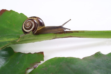 Snail eats bergenia leaf