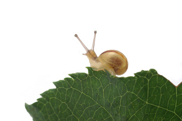 Snail eats a leaf