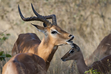 Impala