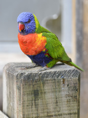 Lorikeet