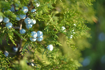 Blue berries on Green cypress tree, macro