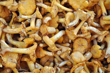 Pfifferlinge