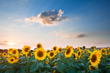 Sunflower Summer Sunset landscape with blue skies