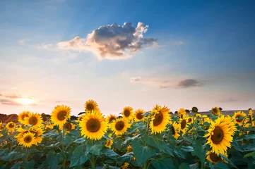 Photo sur Plexiglas Été Sunflower Summer Sunset landscape with blue skies