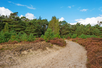 Fototapeta na wymiar Ścieżka przez wrzosowiska i sosen