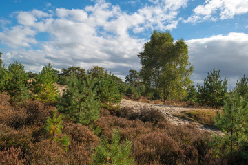 Fototapeta na wymiar Heath w krajobraz sosnowego