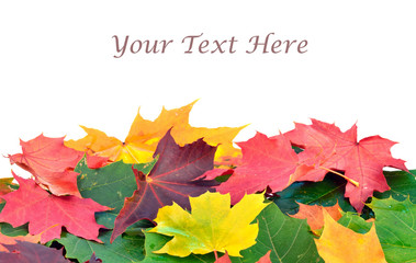 autumn leaves background
