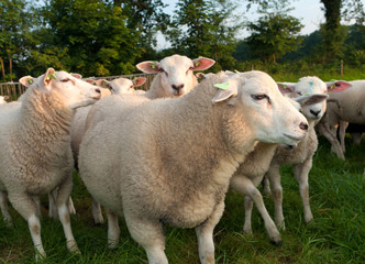 herd of sheep