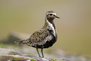 Goldregenpfeifer, Eurasian golden-plover, Pluvialis apricaria