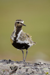 Goldregenpfeifer, Eurasian golden-plover, Pluvialis apricaria