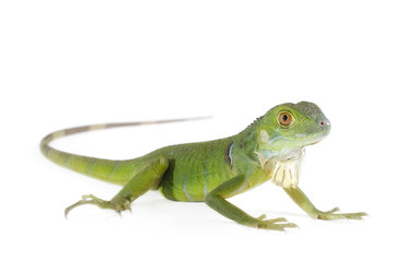Fototapeta premium Baby iguana isolated on white background.