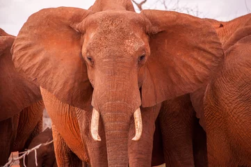 Foto op Plexiglas Rode olifant van de savanne © maxdel