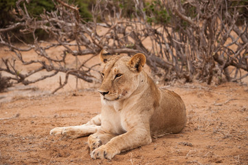 Fototapeta na wymiar lwica zrelaksowany