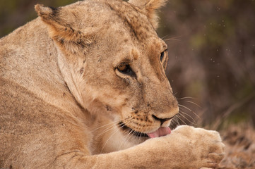 coccole da leone