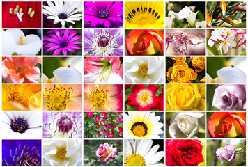 Collage - Flowers