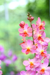 Obraz premium Orchid