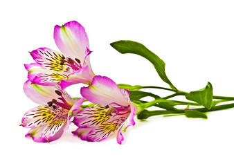 Obraz premium Pink lilies