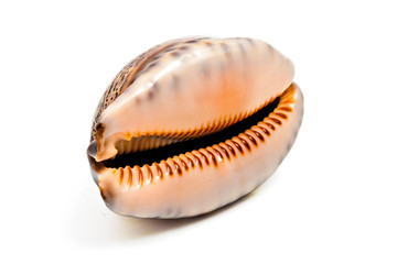 Seashell on white background