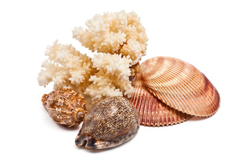 Coral and seashells on a white background