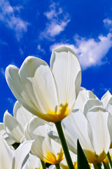 Spring background with beautiful white tulips