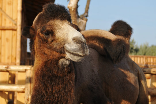 Big camel portrait