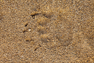 Black bear Ursus americanus foot print in wet sand
